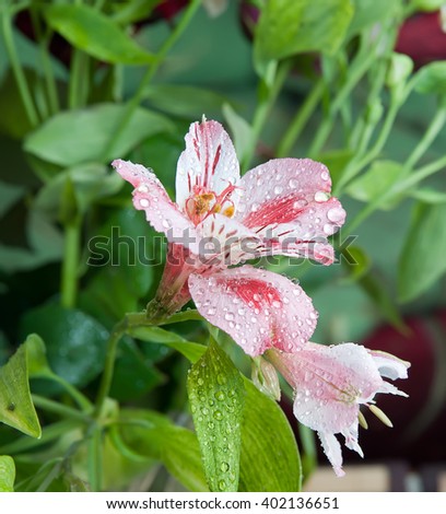 orchid flower bud with dew drops licentious Royalty-Free Stock Photo #402136651