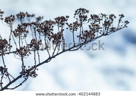 Dry flowers in winter season, closeup photo with selective focus and blurred light blue snow background