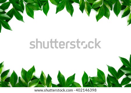 Green leaf on white background Royalty-Free Stock Photo #402146398