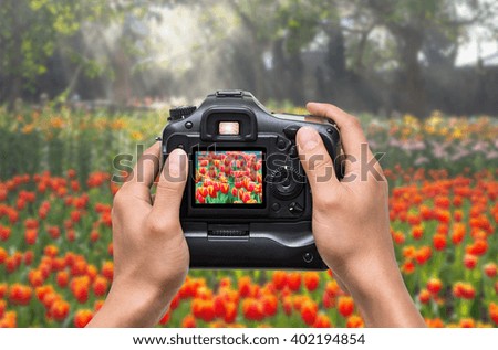 Hands holding the camera which taking photo of beautiful tulips field on morning