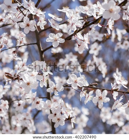 Branches of flowering apricots