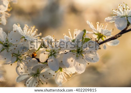 Blackthorn flowers with dew drops at sunrise.