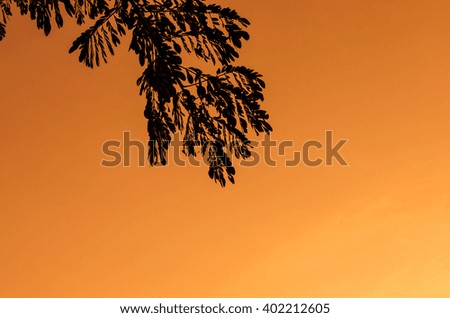 Close up leave backlit sunset background. Silhouette picture.