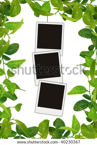 green leaves frame with three blank photos isolated over white