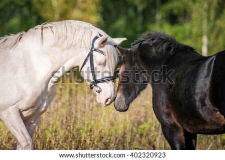Friendship of two young horses