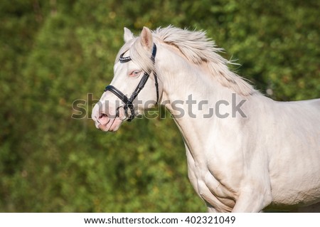 Portrait of running albino horse with blue eye