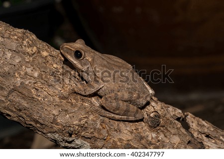 Close up of Golden Tree Frog on tree - animals with copy space