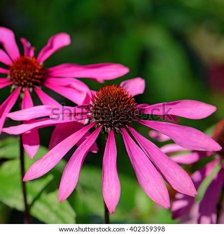 Blossom purple coneflower (Echinacea purpurea) on natural green background. Echinacea is a medicinal plant for immune system.