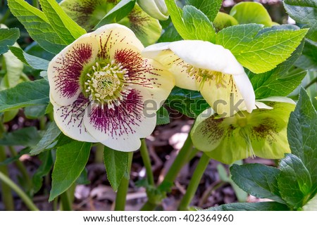 Spotted White Lady Helleborus Orientalis.  A golden sunlight gives these flowers a wonderful glow in the early morning hours.