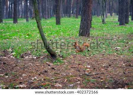 squirrel with a nut in the spring forest