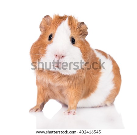 Adorable guinea pig  isolated on white background Royalty-Free Stock Photo #402416545