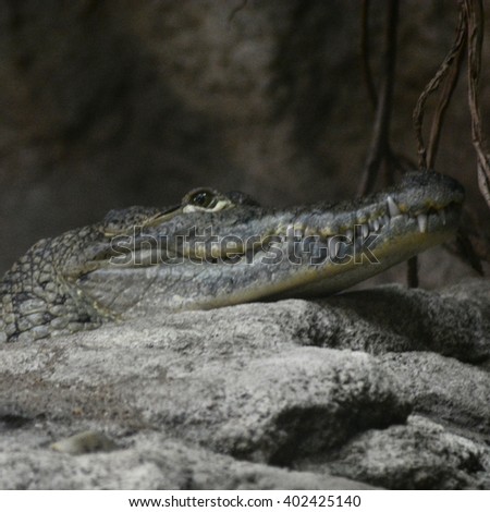 crocodile alligator