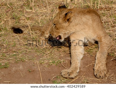  Lion cub is one of the four big cats in the genus Panthera, and a member of the family Felidae. With some males exceeding 250 kg (550 lb) in weight it is the second-largest living cat after the tiger
