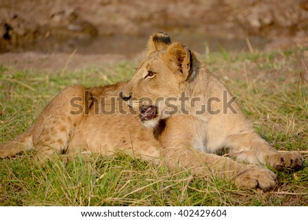  Lion cub is one of the four big cats in the genus Panthera, and a member of the family Felidae. With some males exceeding 250 kg (550 lb) in weight it is the second-largest living cat after the tiger