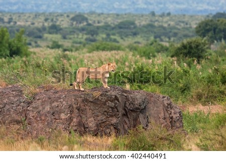 lion, panthera leo