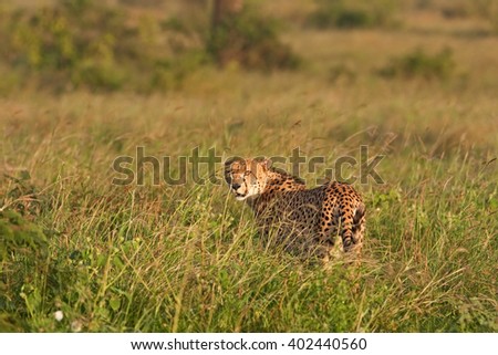 cheetah, acinonyx jubatus