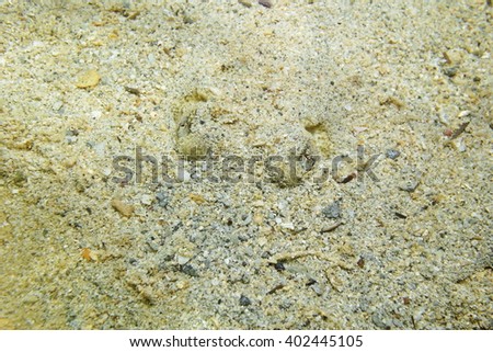Eyes of Yellow stingray, Urobatis jamaicensis, with body hidden in the sand, Caribbean sea
