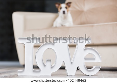 The dog with the inscription "Love". Jack Russell Terrier in Studio