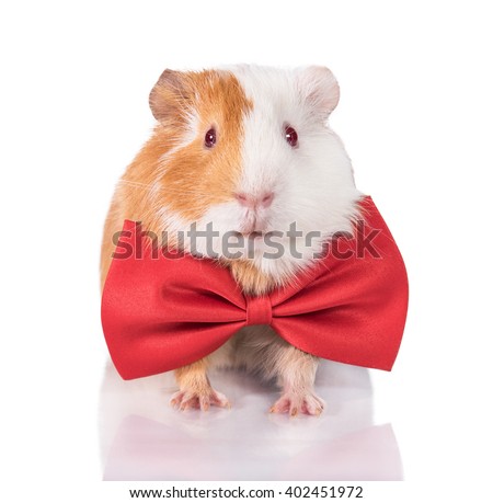 Guinea pig dressed in a bow tie isolated on white