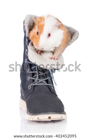 Guinea pig sitting in a shoe isolated on white
