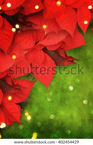 beautiful christmas background with red poinsettia