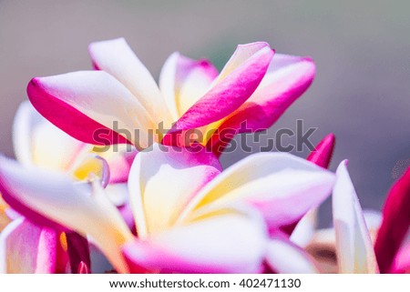 Close up of Frangipani flowers, Thailand