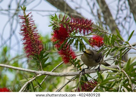 Northen mockingbird pollination