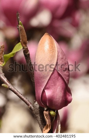 spring: trees blossom ,  magnolia blossoms - magnolia tree