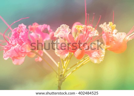 beautiful flower background made with color filter