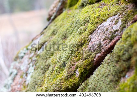 Moss on the Rocks