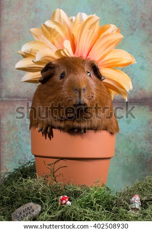 A guinea pig in a flower pot with moss surrounding it. The guinea pig has a flower on it's head. A spring scene.