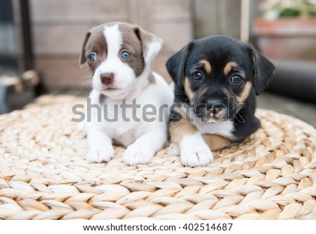 Two Small Puppies Playing on Woven Ottoman Outside on Wooden Deck