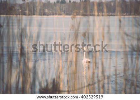 swan on lake water in sunny day, swans on pond. - vintage film effect