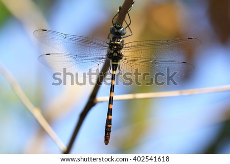 Macro picture of huge dragonfly in high detail (Dragonflies of Thailand)
