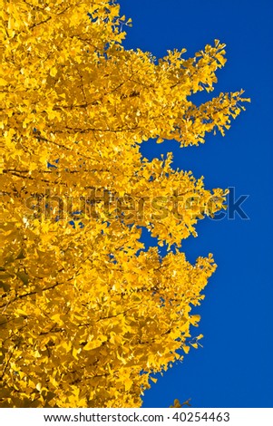 Colored leaves on trees