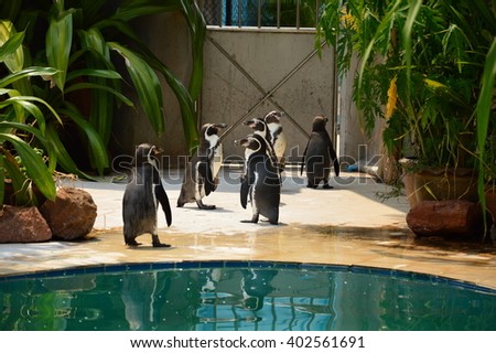 Penguin group walking.