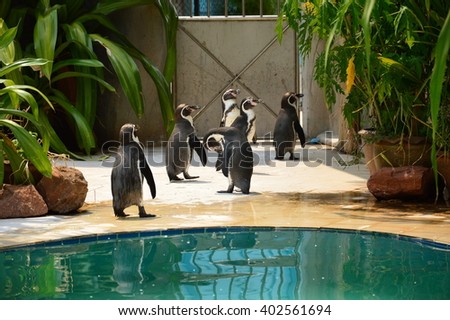 Penguin group walking.