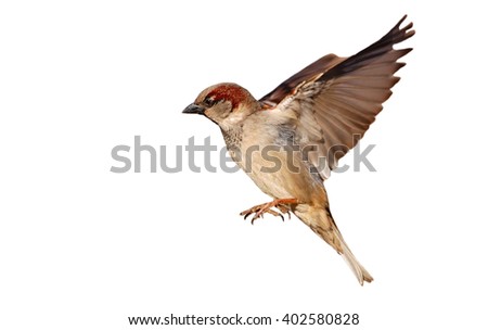 Flying House sparrow on white background (Passer domesticus) Royalty-Free Stock Photo #402580828