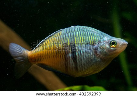Melanotaenia boesemani, the Boseman's rainbowfish. A very popular and colorful fresh water species from Irian Jaya.