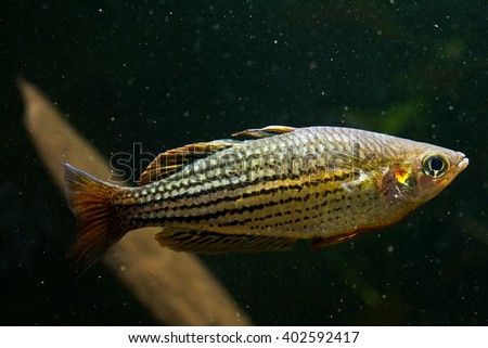 Melanotaenia maccullochi, the MacCulloch's rainbowfish. A nice fresh water aquarium fish species that inhabits rivers in Papua New Guinea and Australia.