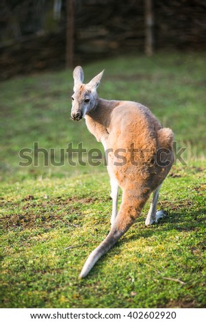 A male Agile Wallaby standing in green grass land bush.