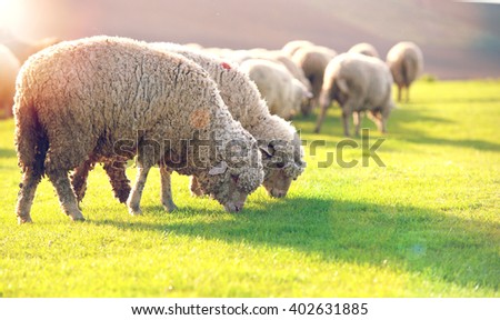 Flock of sheep grazing in a hill at sunset. Royalty-Free Stock Photo #402631885