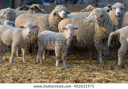 sheep within a mob turn to check out the photographer Royalty-Free Stock Photo #402631975