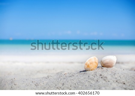 Shells on the sand beach in blurry blue sea background