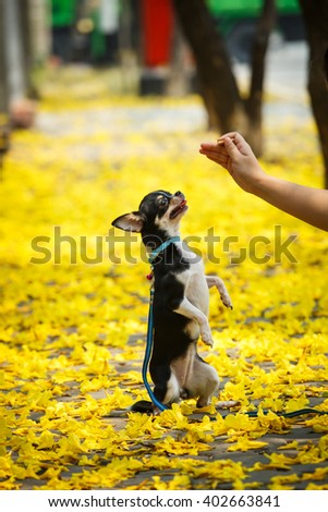 Chihuahua in flower gardens, dog, pet, chihuahua, nature.