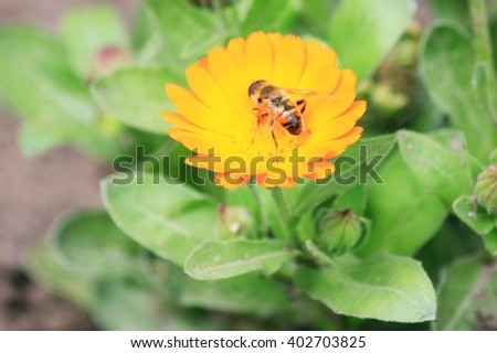 Honey bee on a Calendula