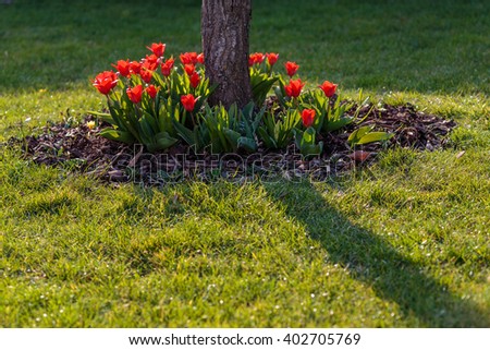 Red tulips in garden flowerbed in the grass below the tree with direct sunlight in the home garden