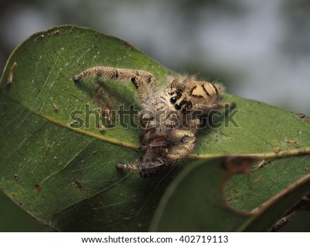 A Kind of Jumping Spider in the nature : Hyllus Diardi is consuming the young female one.