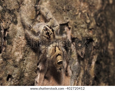 A Kind of Jumping Spider in the nature : Hyllus Diardi
