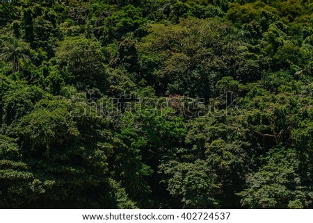 Full frame image of dense foliage texture, Sao Sebastiao, Brazil